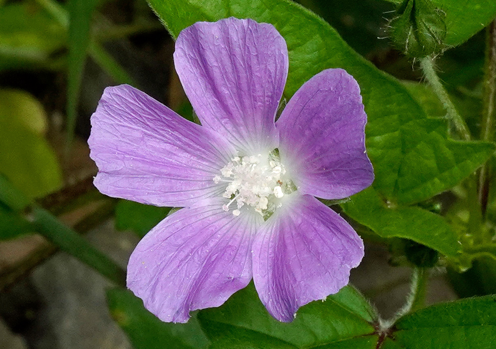 Close-up of a purple anoda cristata flower with five delicate petals and a white central cluster of stamens, surrounded by green leaves
