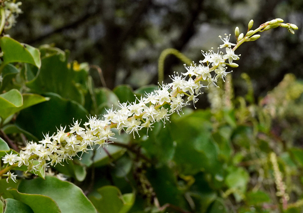 Clustered spike of small white anredera cordifolia flowers with star-shaped petals and protruding stamens, set against green heart-shaped leaves