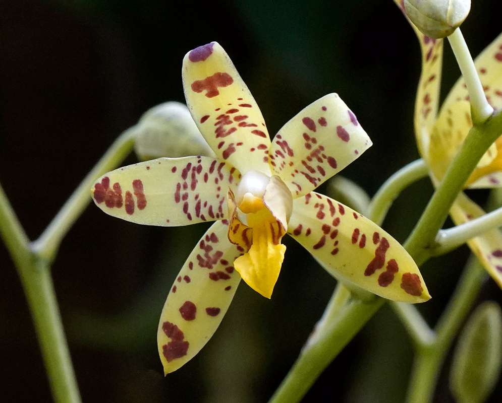 Close-up of a yellow Ansellia africana orchid flower with maroon spots and a bright yellow lip, set against blurred green stems