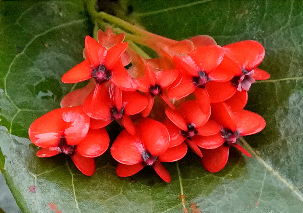 Anthopterus Wardii Cluster of bright red tubular Anthopterus wardii flowers with dark centers resting on a large green leaf