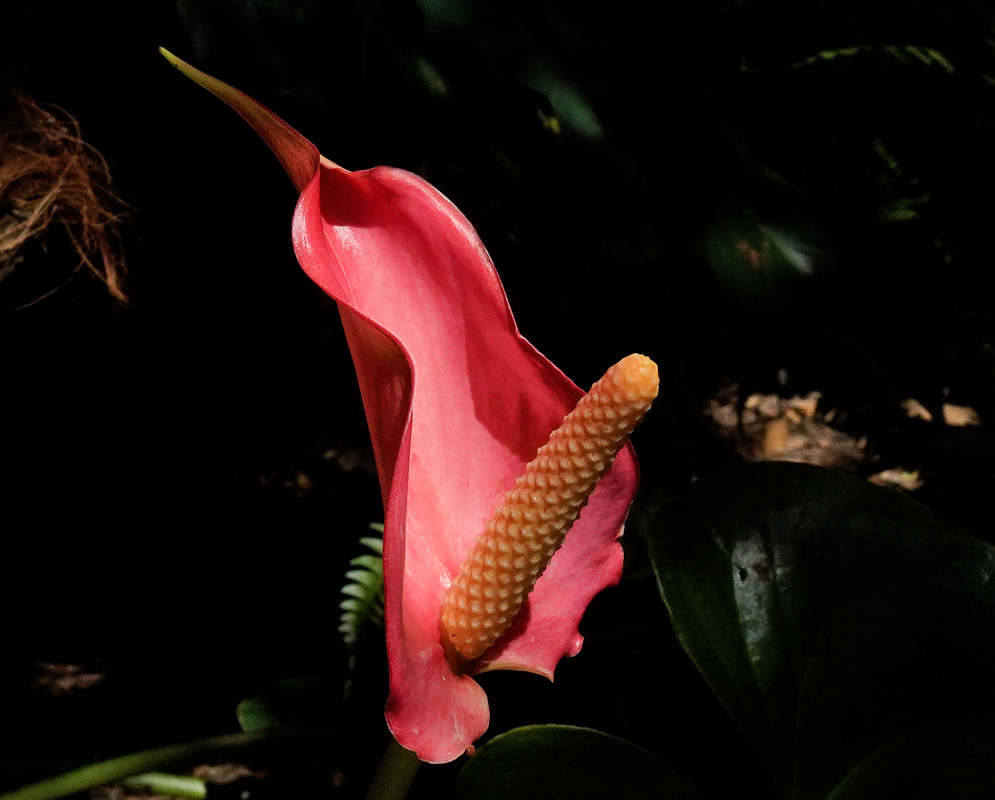 Anthurium Andraeanum – Bright Pink Anthurium andraeanum flower with a bright pink spathe and pale orange spadix standing out against a dark background