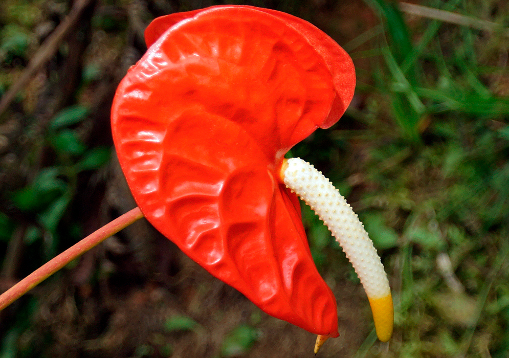 Anthurium andraeanum with a bright red spathe, a white spandix and a yellow tip