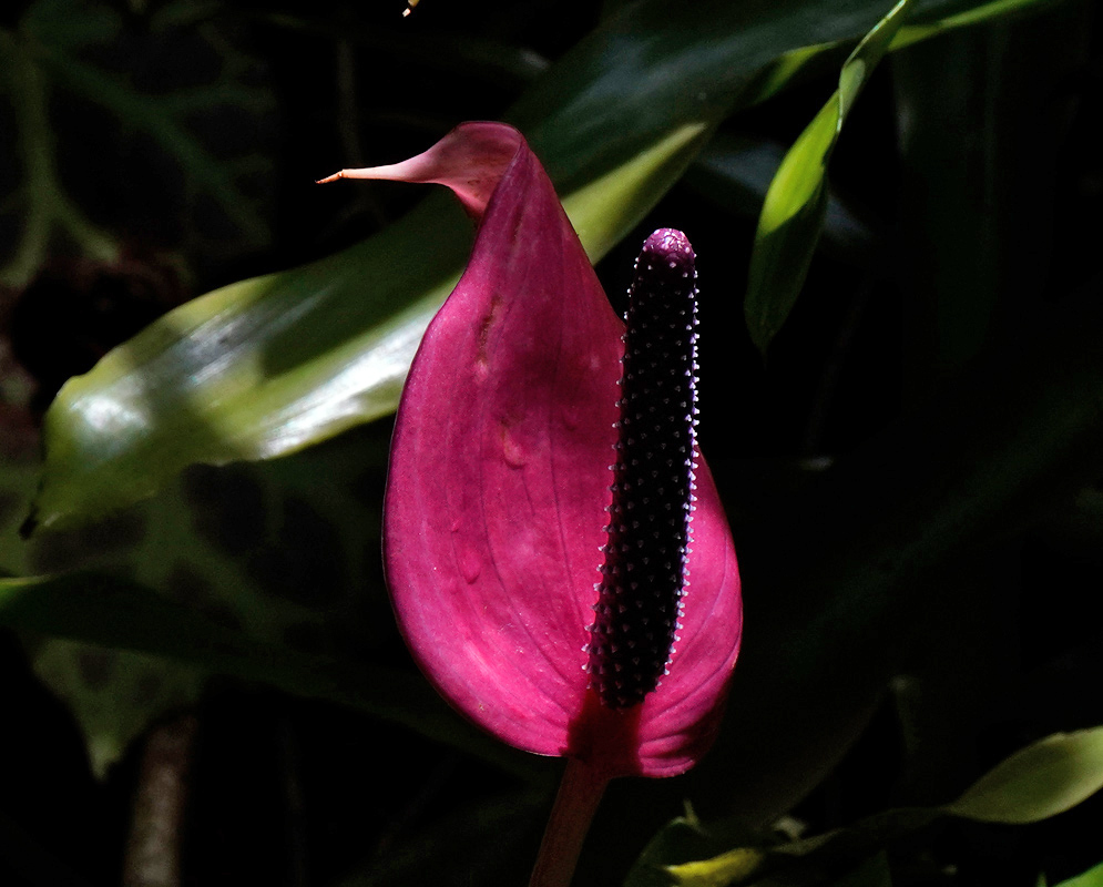 Anthurium Andraeanum – Dark Pink Anthurium andraeanum flower with a deep pink spathe and dark purple spadix partially lit against a jungle background