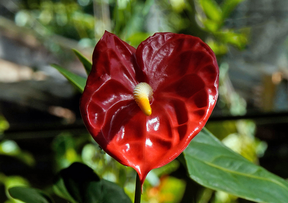 Anthurium Andraeanum – Dark Red Glossy red Anthurium andraeanum flower with a heart-shaped spathe and pale yellow spadix, surrounded by green foliage