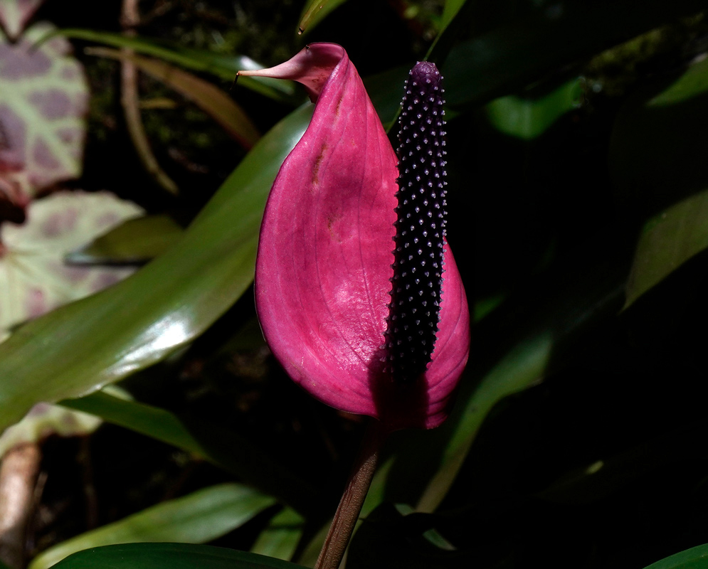 Anthurium Andraeanum – Erect Erect dark pink Anthurium andraeanum with a prominent textured spadix and glossy spathe, partially lit among tropical foliage