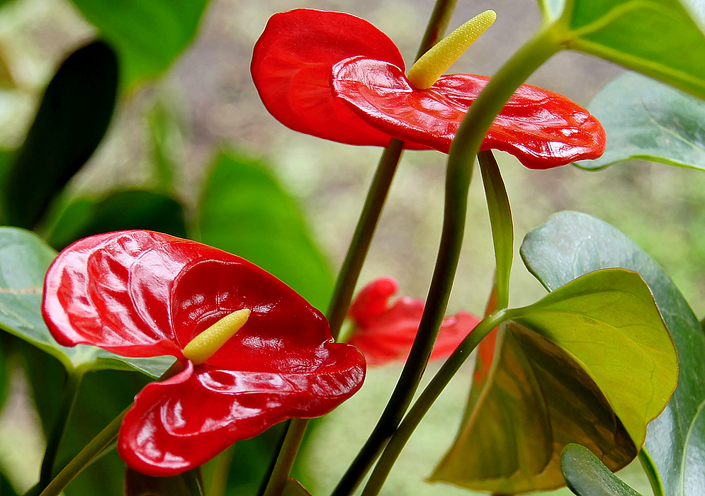 Anthurium andraeanum with a red shiny waxy spathe and a light yellow spadix