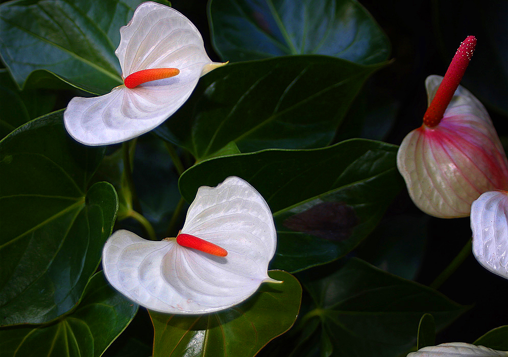 Anthurium andraeanum with white color spathes and red spadices