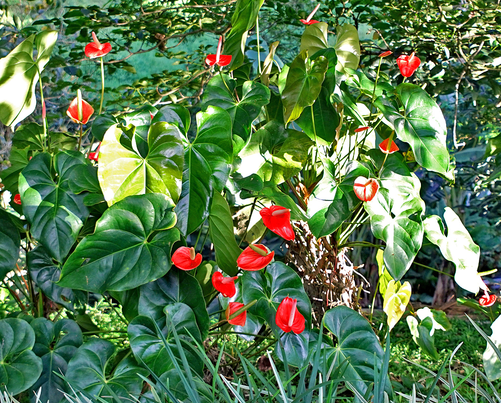 Anthurium andraeanum flowering plants in dabbled sunlight