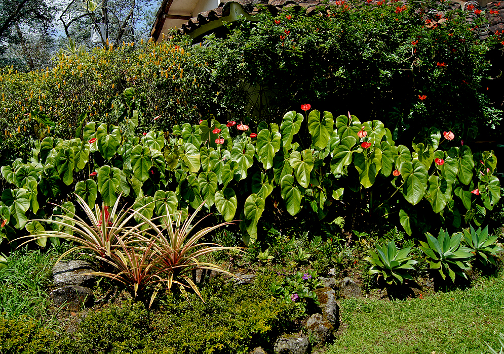 A beautiful garden border of anthurium andraeanum plants with heart-shaped leave