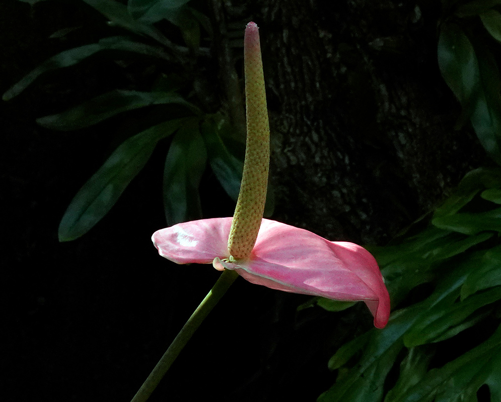 Anthurium Andraeanum – Light Pink Pale pink Anthurium andraeanum flower with an upright green-yellow spadix against a dark leafy background