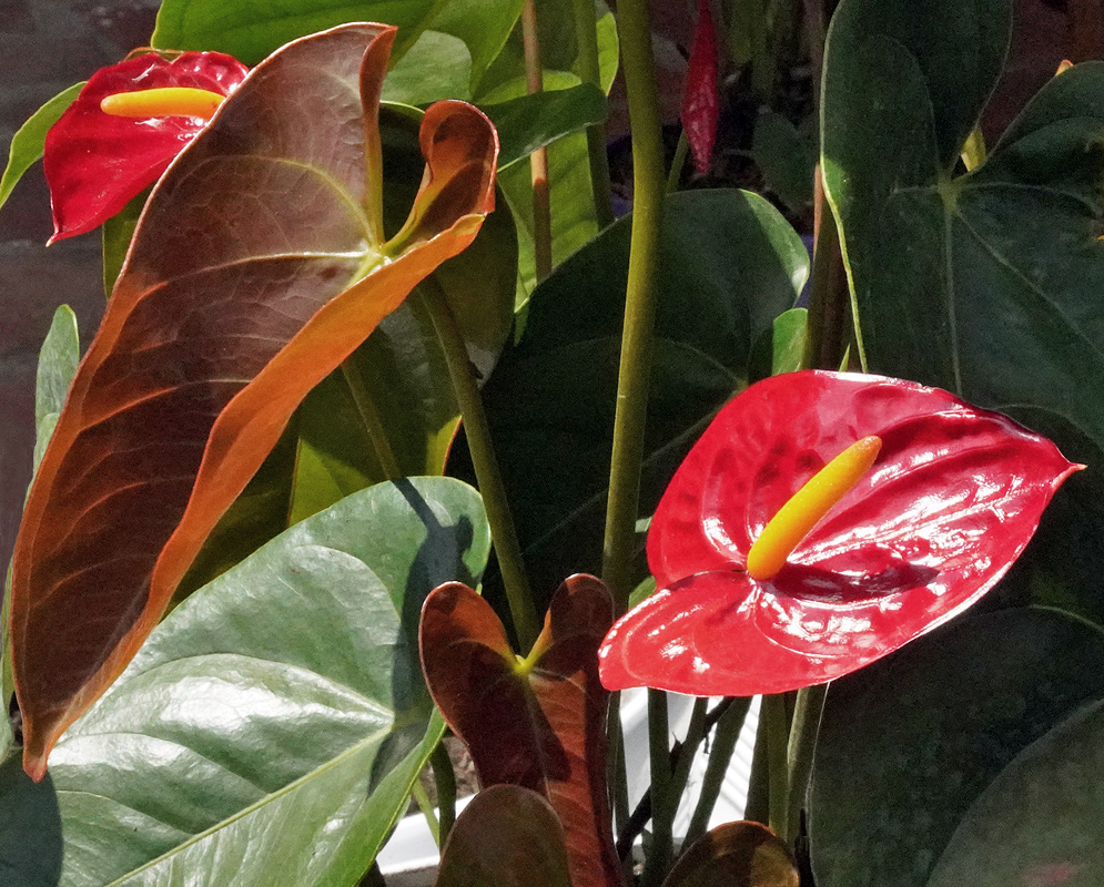 An Anthurium andraeanum red flower with a new orange-brown leaf