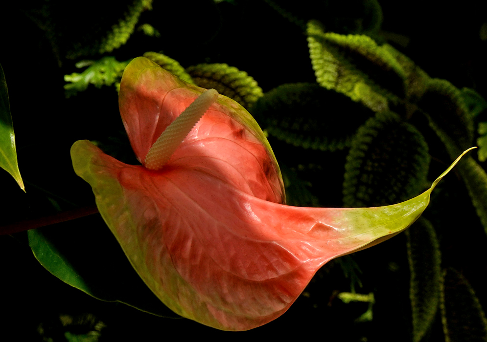 Anthurium Andraeanum – Orange Orange and green Anthurium andraeanum flower with a pale yellow spadix, glowing in dappled sunlight against a dark background of fern-like leaves