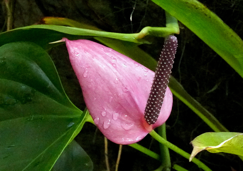 Anthurium Andraeanum – Pink Spathe with Pink Spadix Light pink Anthurium andraeanum flower with dew-covered spathe and a long dark purple spadix, surrounded by glossy green leaves