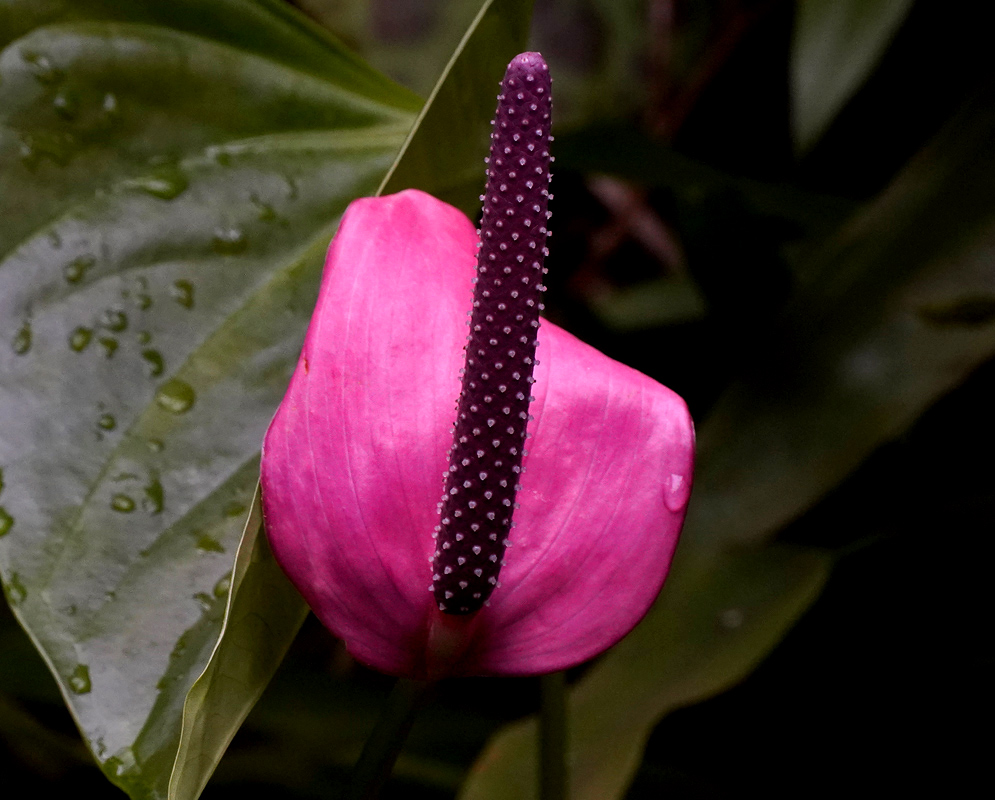 Anthurium Andraeanum Pink Spathe Close-up of a vibrant pink Anthurium andraeanum spathe with a tall dark purple spadix standing against glossy green leaves