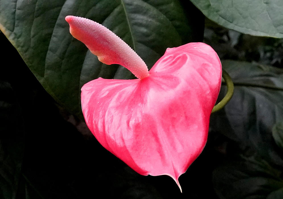 Anthurium Andraeanum – Pink Bright pink Anthurium andraeanum flower with a pale pink spadix curving upward, set against large dark green tropical leaves