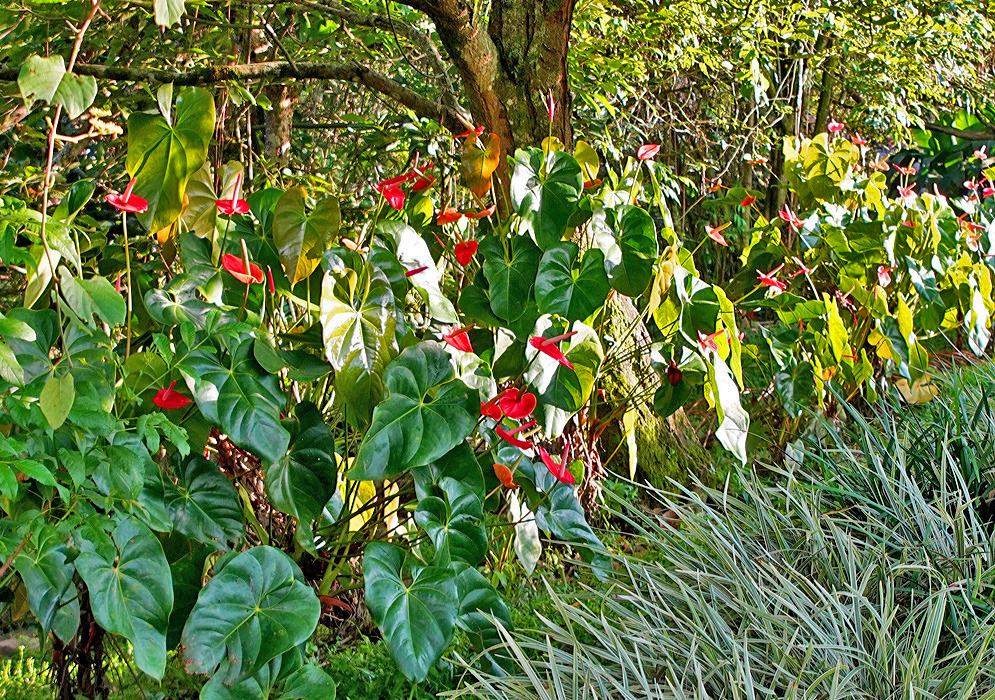 A row of blooming Anthurium andraeanum  plants in dabbled sunlight