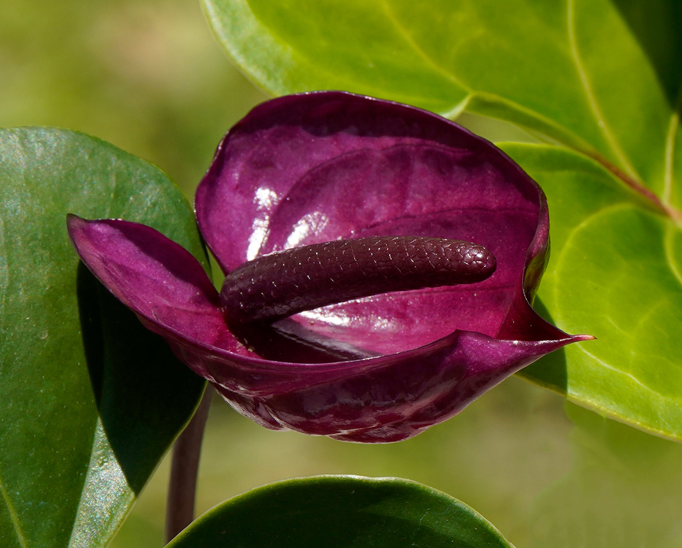 Anthurium Andraeanum – Purple Spathe Flower Deep purple Anthurium andraeanum flower with a glossy spathe and dark spadix, framed by green heart-shaped leaves