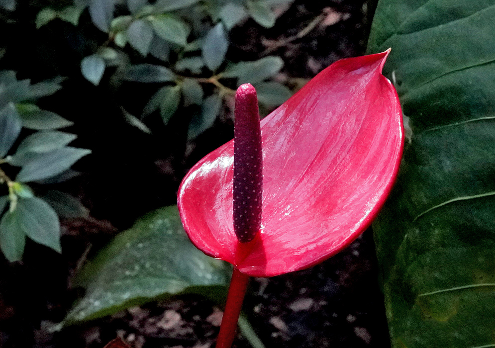 Anthurium Andraeanum – Red Spathe and Spadix Bright red Anthurium andraeanum with a matching red spathe and upright red-purple spadix, surrounded by lush green foliage