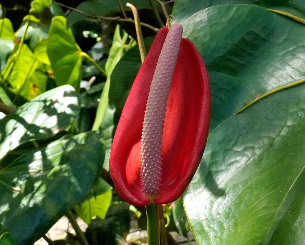 Anthurium Andraeanum – Red Spathe with Pale Pink Spadix Deep red Anthurium andraeanum with a long pale pink spadix, standing tall among glossy green leaves in bright daylight