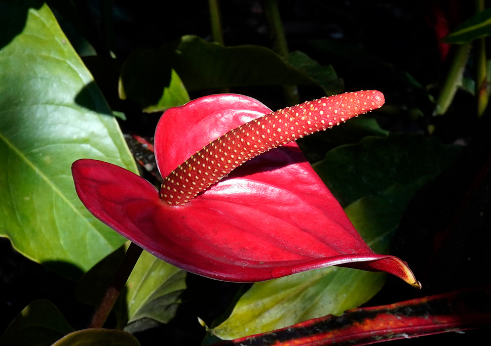 Anthurium Andraeanum – Red Spathe with Speckled Spadix Vivid red Anthurium andraeanum with a deep red spathe and a prominent red spadix speckled with yellow, illuminated by sunlight against green foliage