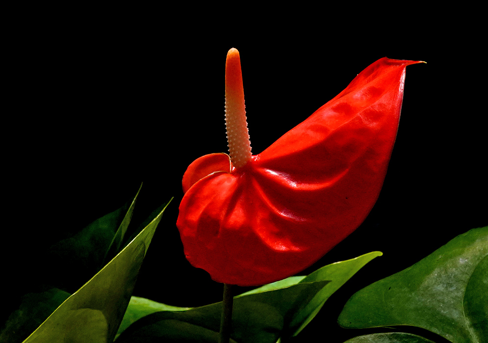 Anthurium Andraeanum – Scarlet Spathe and Pale Peach Spadix Vivid scarlet Anthurium andraeanum flower with a pale peach spadix, glowing against a black background and surrounded by dark green leaves