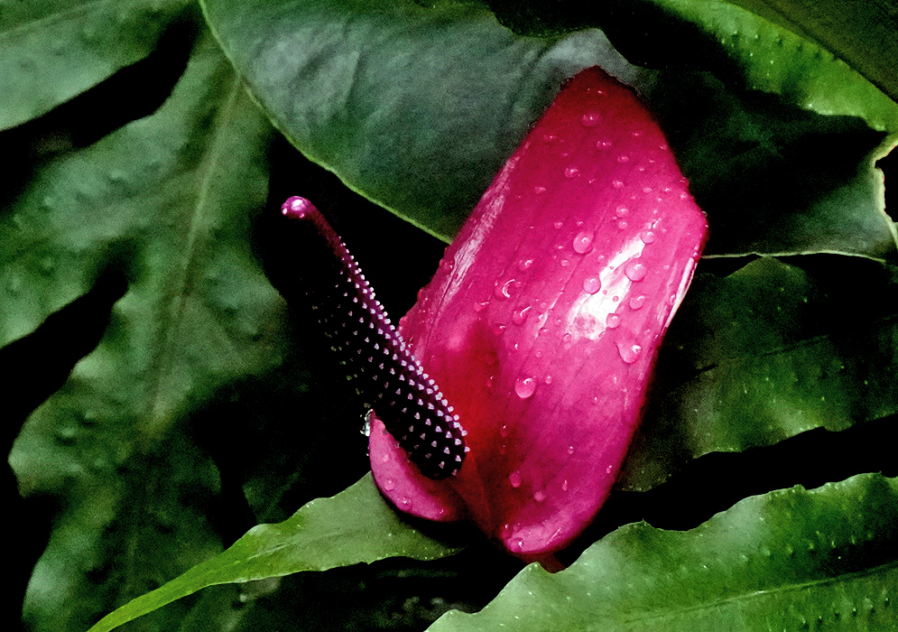 Anthurium Andraeanum – Pink Spathe with Purple Spadix Vivid pink Anthurium andraeanum flower with a dark purple spadix dotted with pale pink, glistening with water droplets on its glossy spathe and framed by lush green leaves