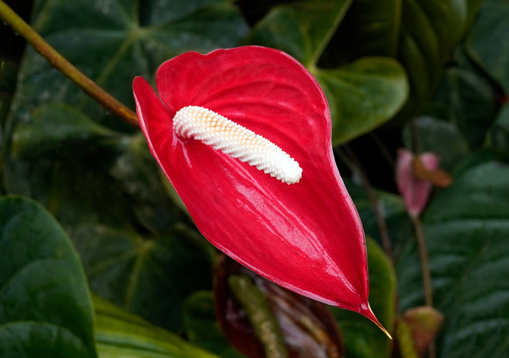 Anthurium Andraeanum – Red Spathe with White Spadix Glossy red Anthurium andraeanum flower with a creamy white spadix, displayed against deep green heart-shaped leaves in the background