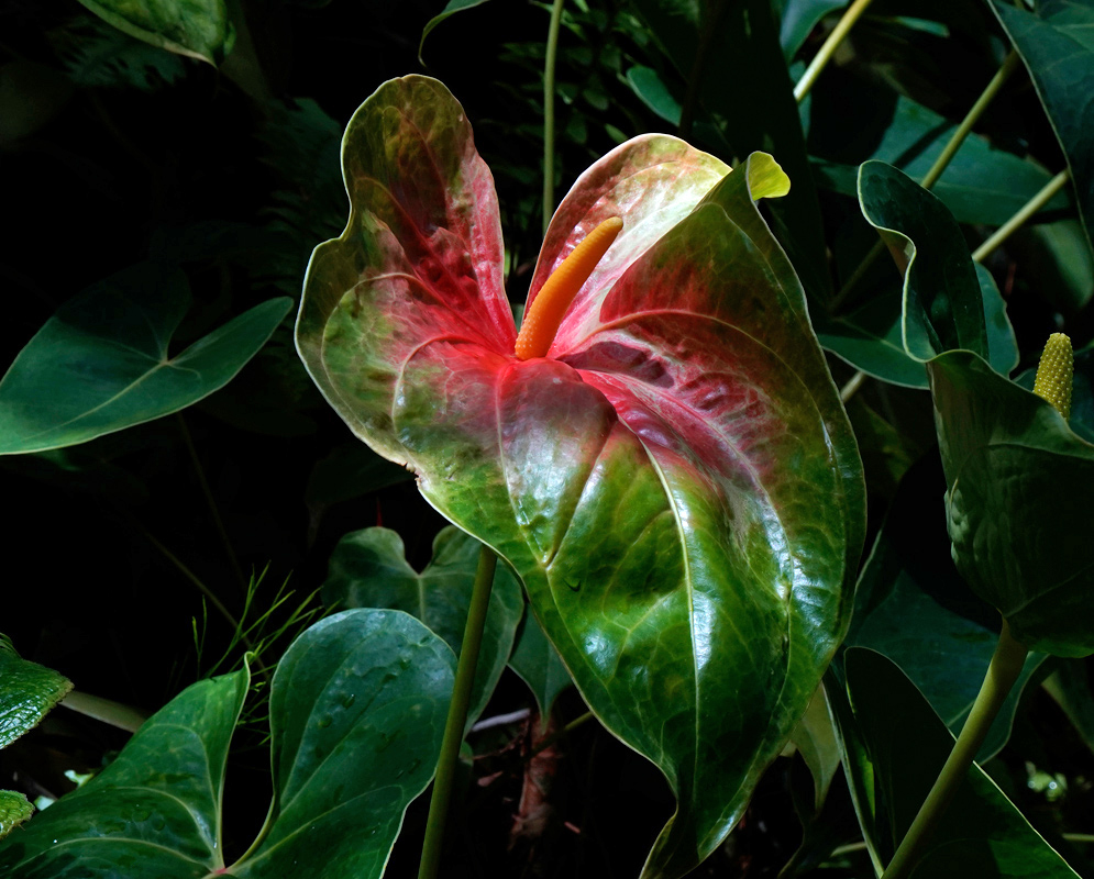 Anthurium Andraeanum – Multicolored Spathe with Orange Spadix Multicolored Anthurium andraeanum flower with a glossy green and pinkish-red spathe and a vibrant orange spadix, surrounded by lush tropical foliage