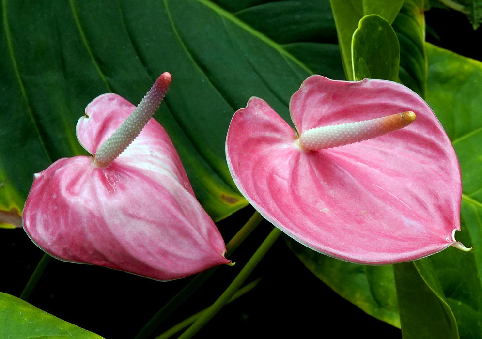 Anthurium Andraeanum – Light Pink Spathes in Pair Two light pink Anthurium andraeanum flowers with pale white spadices, surrounded by broad green tropical leaves