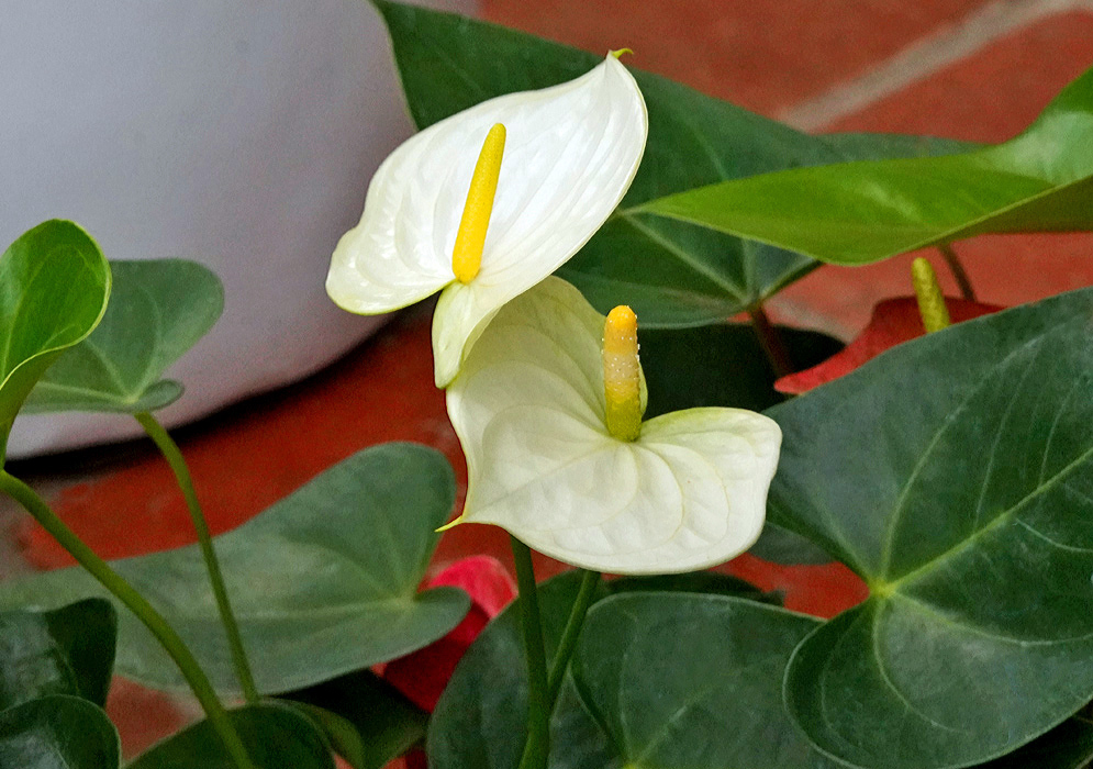White Anthurium andraeanum flowers with yellow spadices