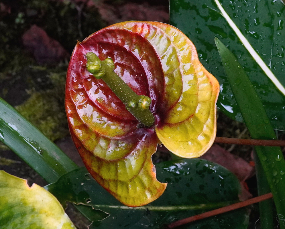 Anthurium andraeanum Red and Yellow Spathe Anthurium andraeanum has a glossy red and yellow spathe around a short green spadix