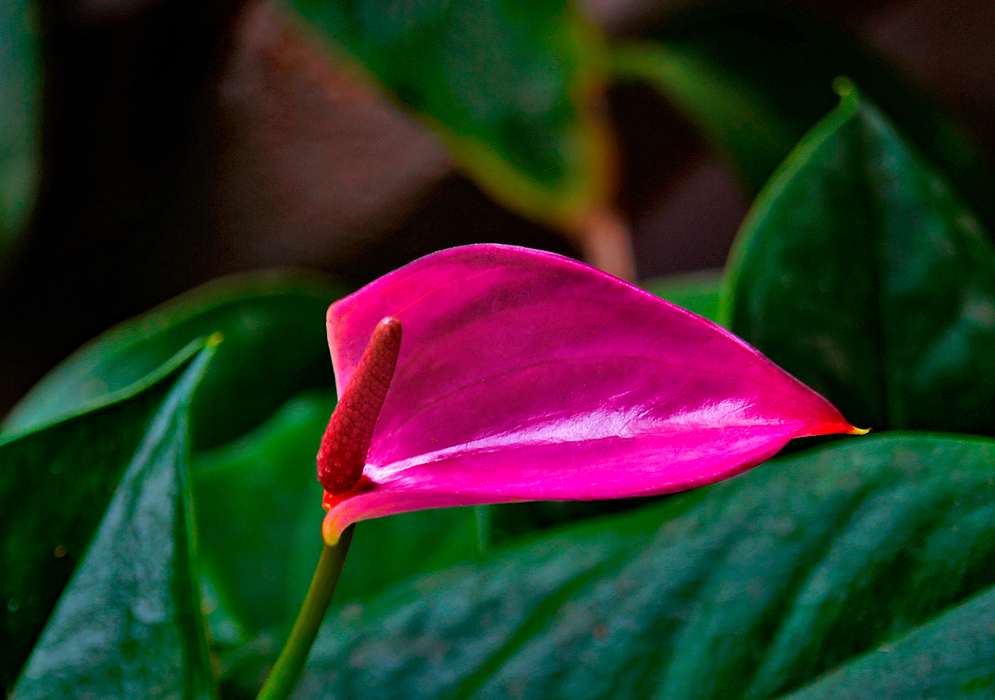 A Anthurium andraeanum with purple magenta spathe and a dark red spandix