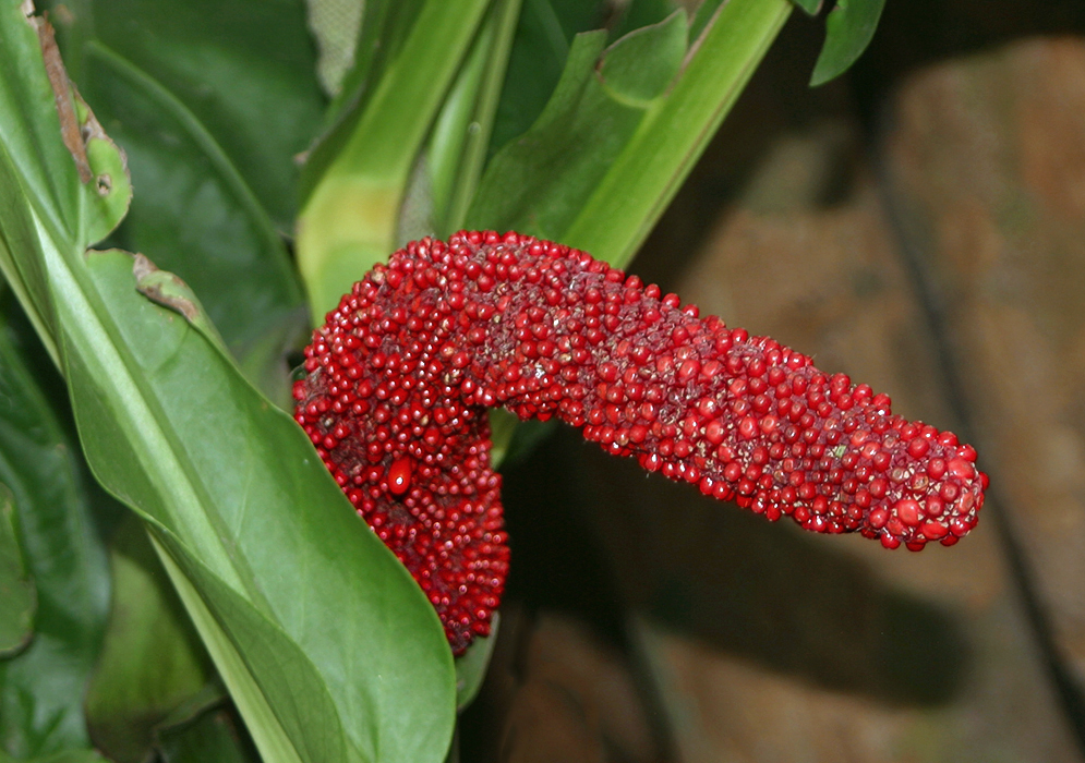 Anthurium bakeri red colored berries with the inflorescence shaped like a gun