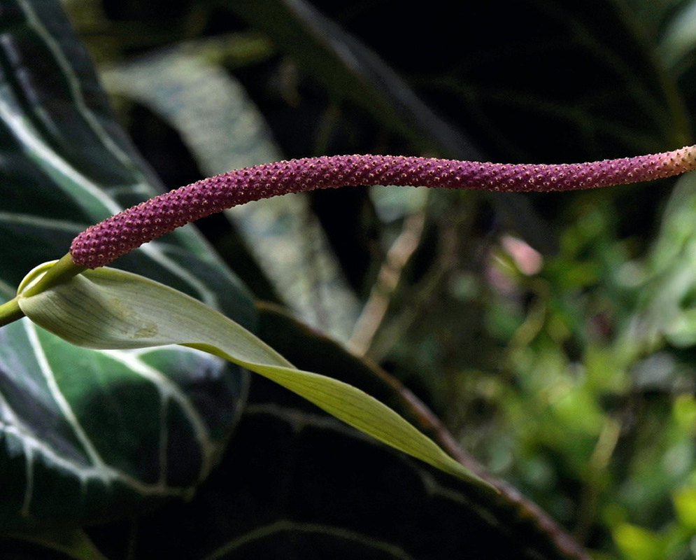 A slender purple Anthurium clarinervium spadix extends above a folded pale green spathe
