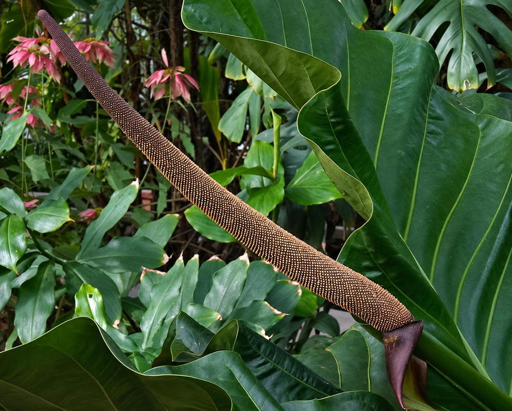 An Anthurium cubense spadix angles upward beside a narrow purple spathe and broad foliage