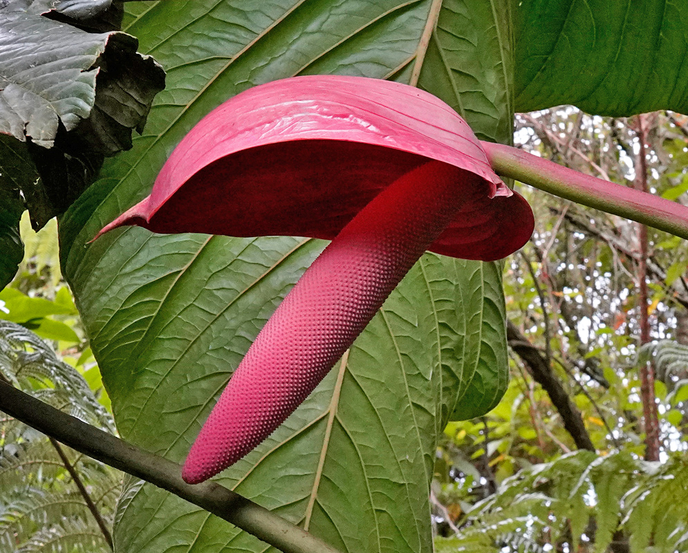 Large pink spadix and hooded spathe of Anthurium cupulispathum emerging beneath massive green leaves in a tropical forest