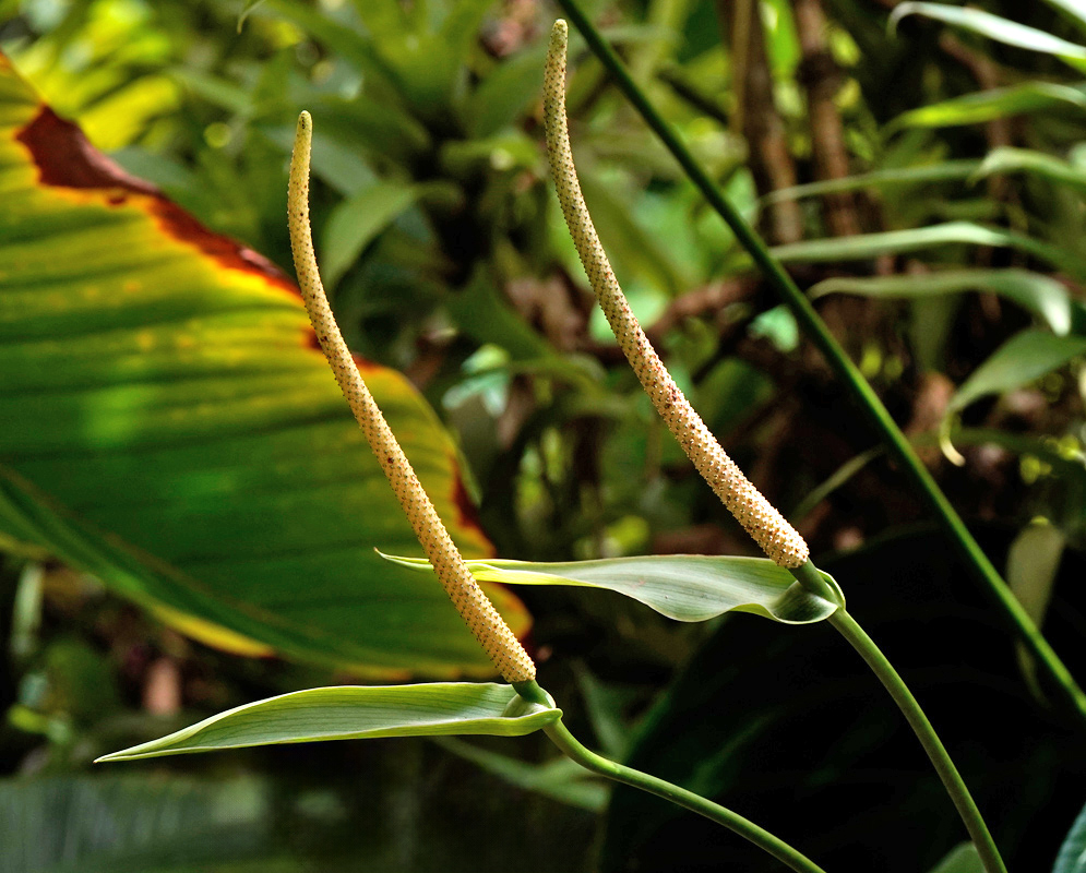 Two slender yellow-green spadices of Anthurium forgetii rising above narrow green spathes in a tropical understory