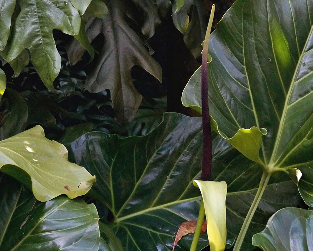 Anthurium grandifolium has a long slender reddish-brown spadix above a pale green spathe among large heart-shaped leaves
