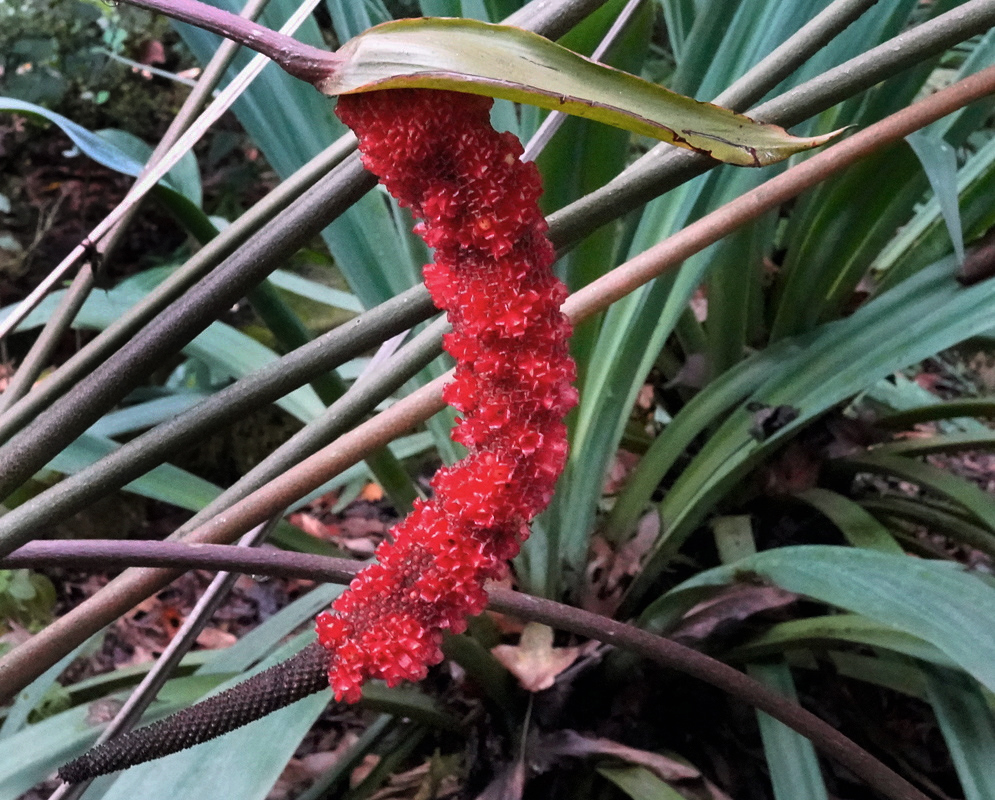 A curved Anthurium hookeri fruiting spadix carries tightly packed bright red berries