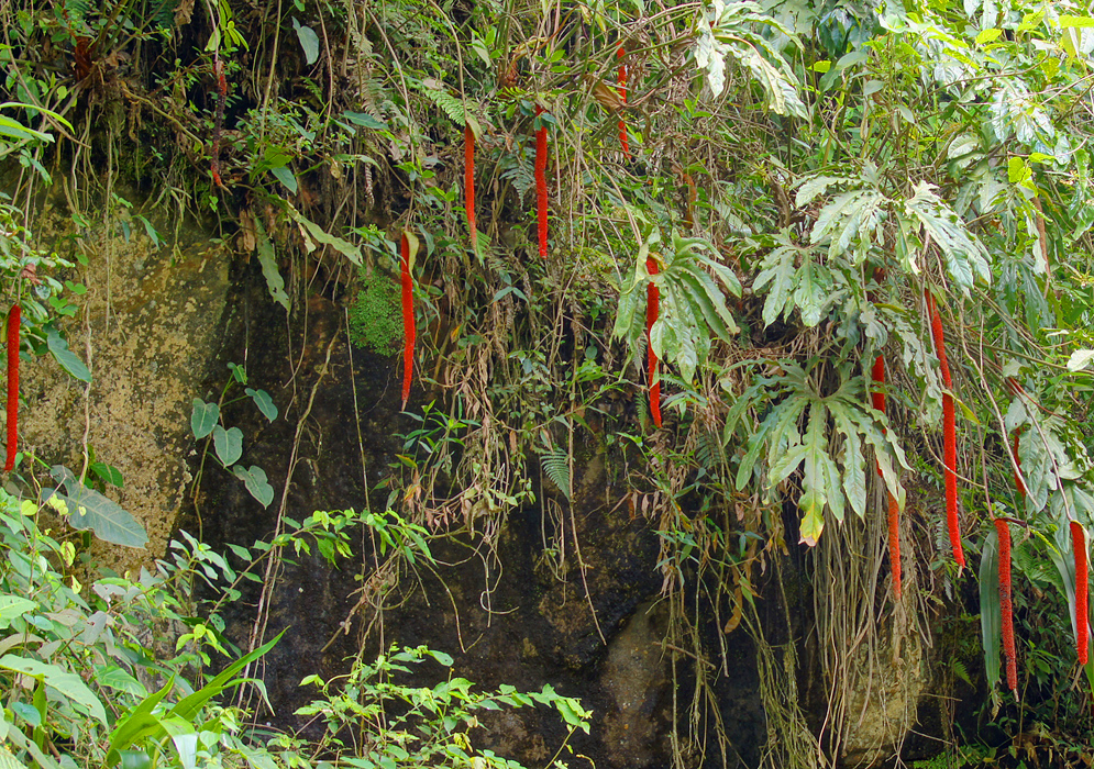 Red Anthurium pedatum inflorescences hanging from a cliff