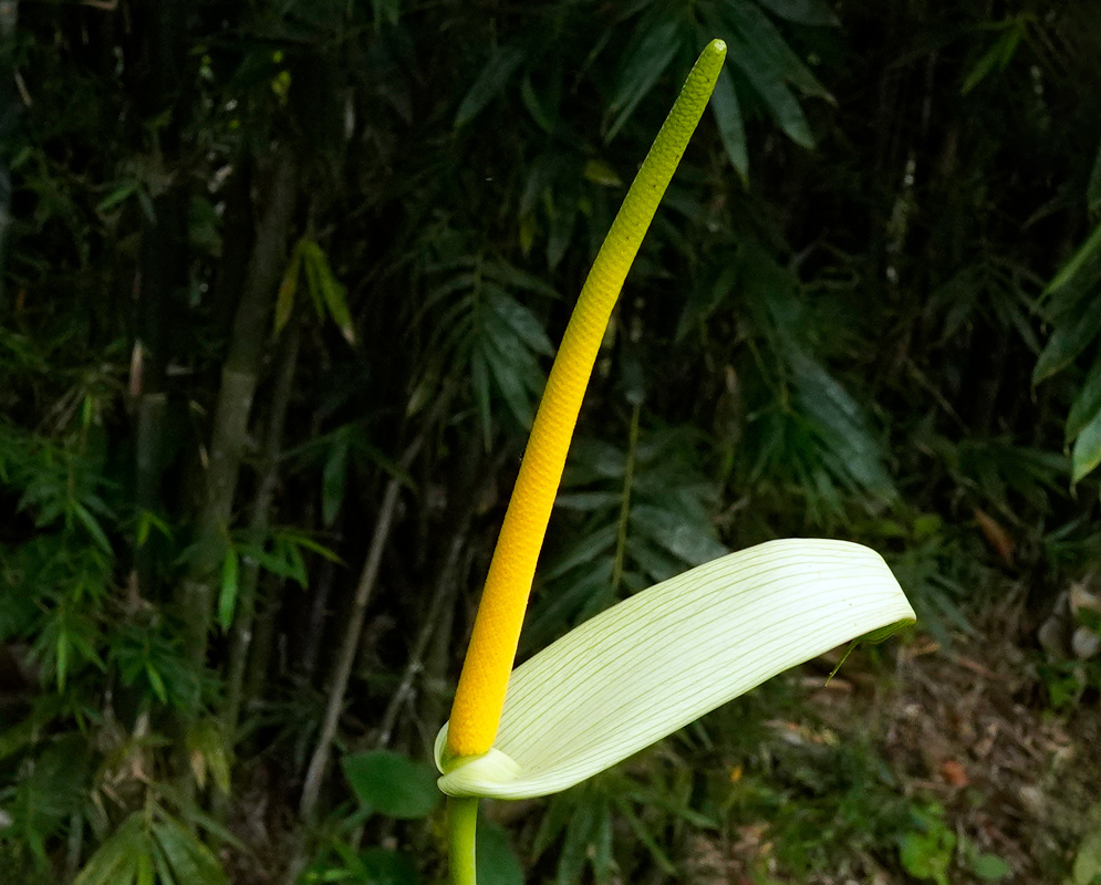 Single upright yellow-green spadix of Anthurium ochranthum emerging from a pale green ribbed spathe in a shaded tropical forest
