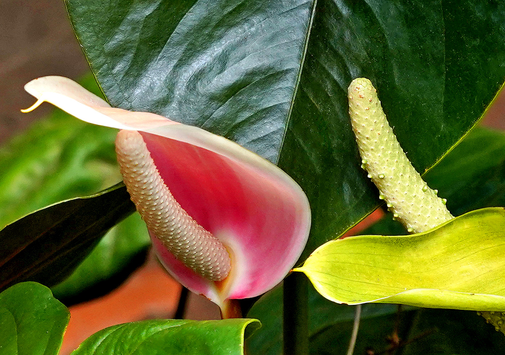 A pink Anthurium nymphaeifolium spathe with a ivory-color spadix next to a green-lime spathe and green-white spadix