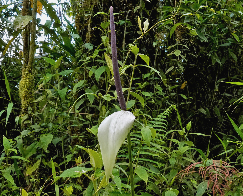 Anthurium ricaurtense flower