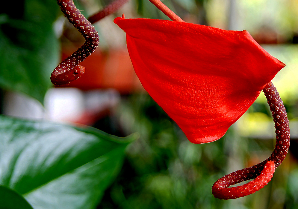 Beautiful bright red spathe and curly dark spadix 
