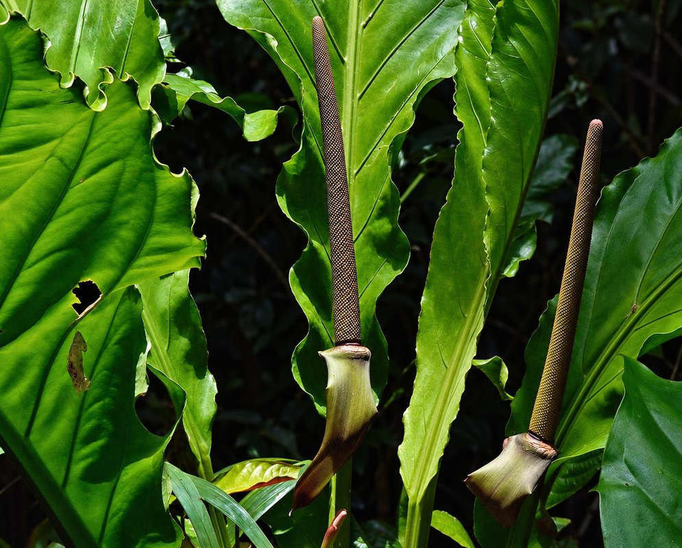 An Anthurium schlechtendalii inflorescence rises beside tall leaves with deeply wavy margins