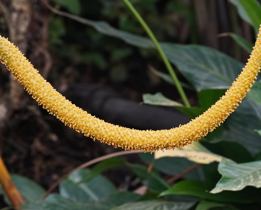 An Anthurium urbanii spadix curves downward with tightly packed small yellow flowers