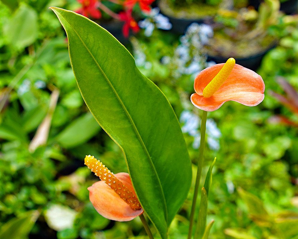 Anthurium vanderknappii flowers with a orange spathes and a yellow spadixes 