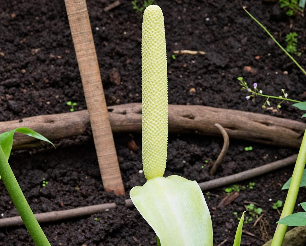 Anthurium veitchii has an upright cream-colored spadix above a broad pale green spathe