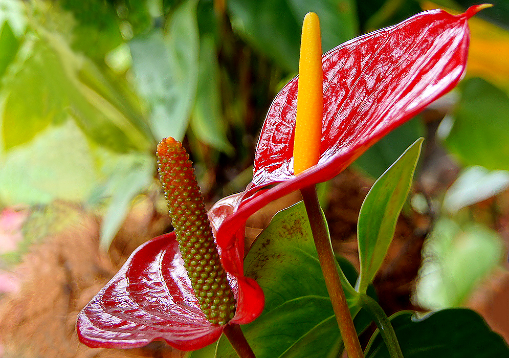 Anthurium andraeanum with a dark red glistening spathe and a smooth yellow spadix