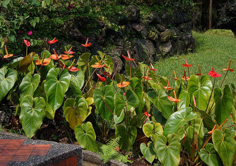A bed of Anthurium andraeanum plants with large drooping glossy heart-shaped leaves and tall stalks